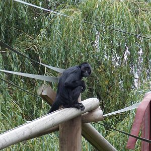 Columbian Black Spider Monkey