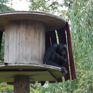 Columbian Black Spider Monkey