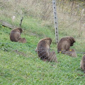 5 more Geladas