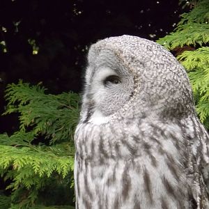 Great Grey Owl