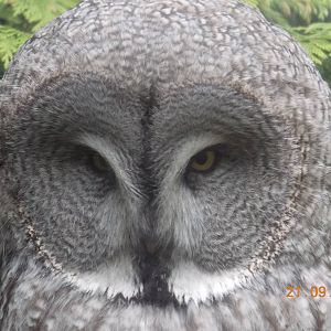 Great Grey Owl