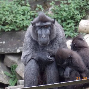 Sulawesi Crested Black Macaque