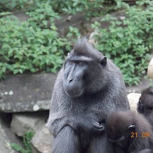 Sulawesi Crested Black Macaque