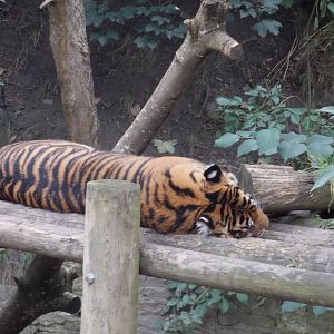 Sleeping Tiger