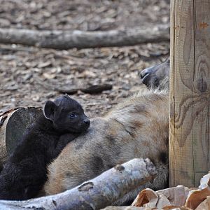 Spotted Hyena Cub