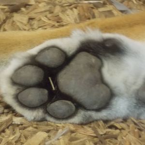 Tiger Paw