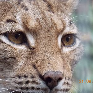 Eurasian Lynx