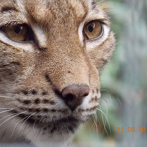 Eurasian Lynx