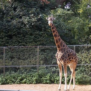 Rothschild Giraffe