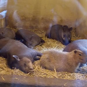 Brazilian Tapir and Capybara