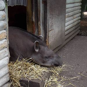 Brazilian Tapir