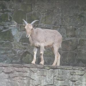 Young Aoudad