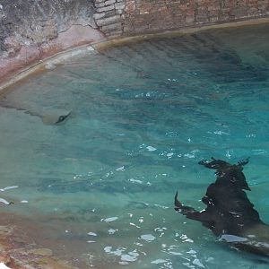 Male Patagonian Sealion