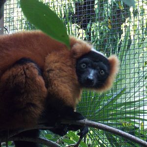 Red Ruffed Lemur