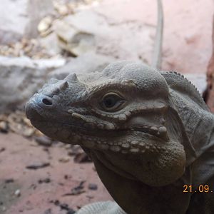 Rhinoceros Iguana