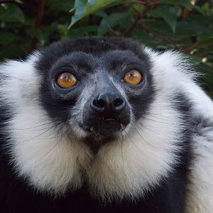 Black and White Ruffed Lemur