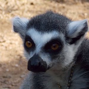 Ring Tailed Lemur