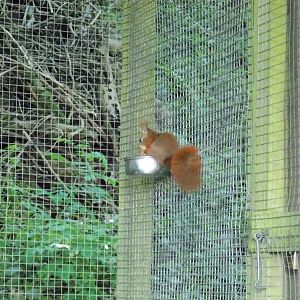 Red Squirrel
