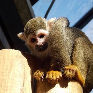 Squirrel Monkey