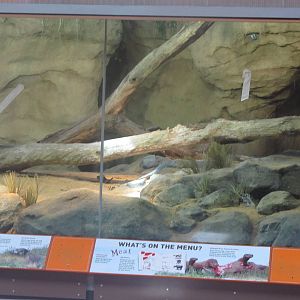 Bronx Zoo- Komodo Dragon Exhibit (under construction)