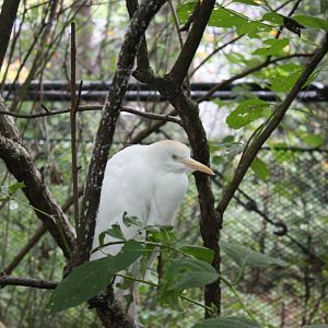 Alligator Alley- Cattle Egret