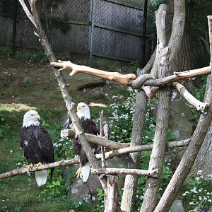 Alligator Alley- Bald Eagles