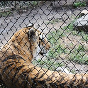 Predators- Amur Tiger Near Fence