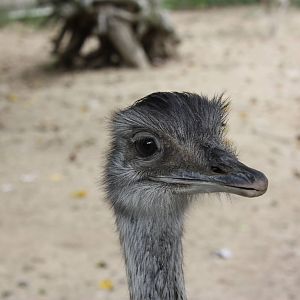 New England Farmyard- Rhea Head