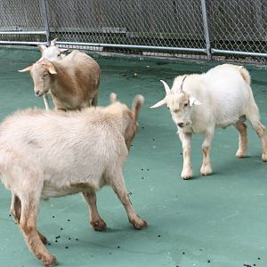 New England Farmyard- The Standoff