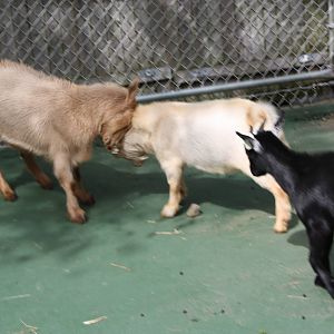 New England Farmyard- Head-Butting