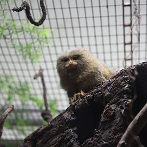 South American Rainforest- Pygmy Marmoset