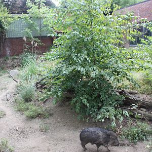 Chacoan Peccary Exhibit