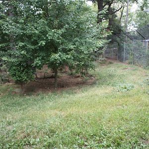 WOLF- Red Wolf Exhibit