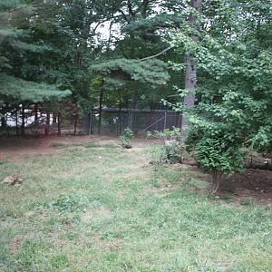 WOLF- Red Wolf Exhibit