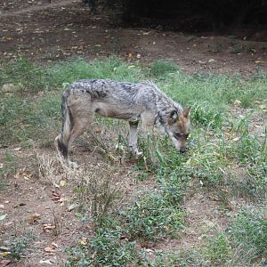 WOLF- Mexican Wolf