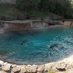 Sea Lion Pool
