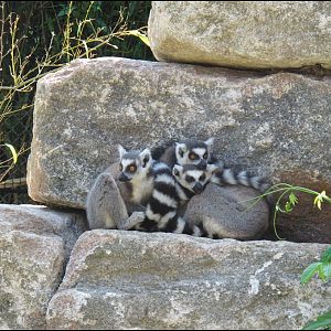 Lemur catta in new walk-through exhibit