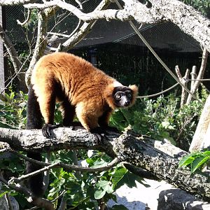 Red Ruffed Lemur in Nosy B