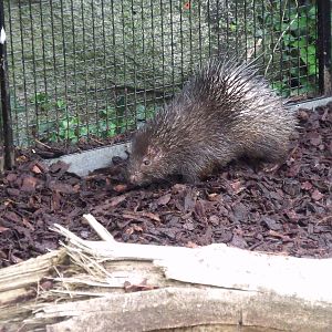 Palawan Porcupine (Hystrix pumila)