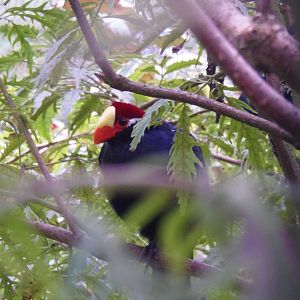 Violet turaco