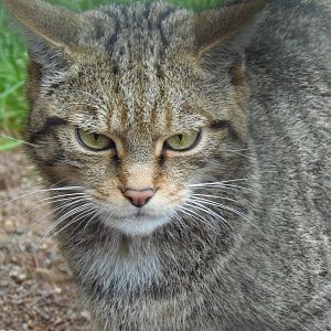 Scottish wildcat