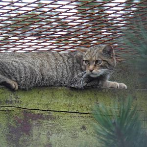 Scottish wildcat interesting behaviour