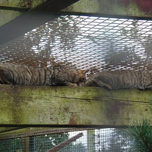 scottish wildcat interesting behaviour