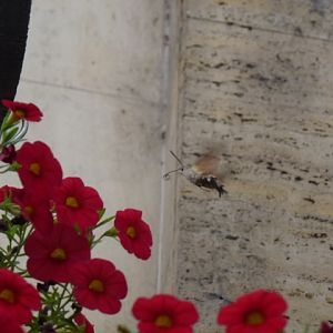 Hummingbird Hawk-moth Macroglossum stellatarum in Sofia 12.9.13