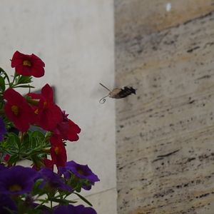 Hummingbird Hawk-moth Macroglossum stellatarum in Sofia 12.9.13