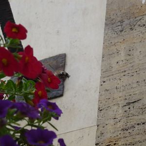 Hummingbird Hawk-moth Macroglossum stellatarum in Sofia 12.9.13