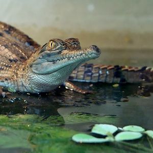 Crocodylus johnsoni