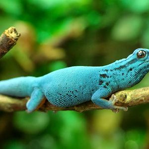 Lygodactylus williamsi