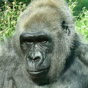 Gorilla gorilla gorilla
