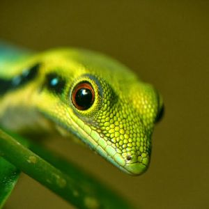 Phelsuma klemmeri